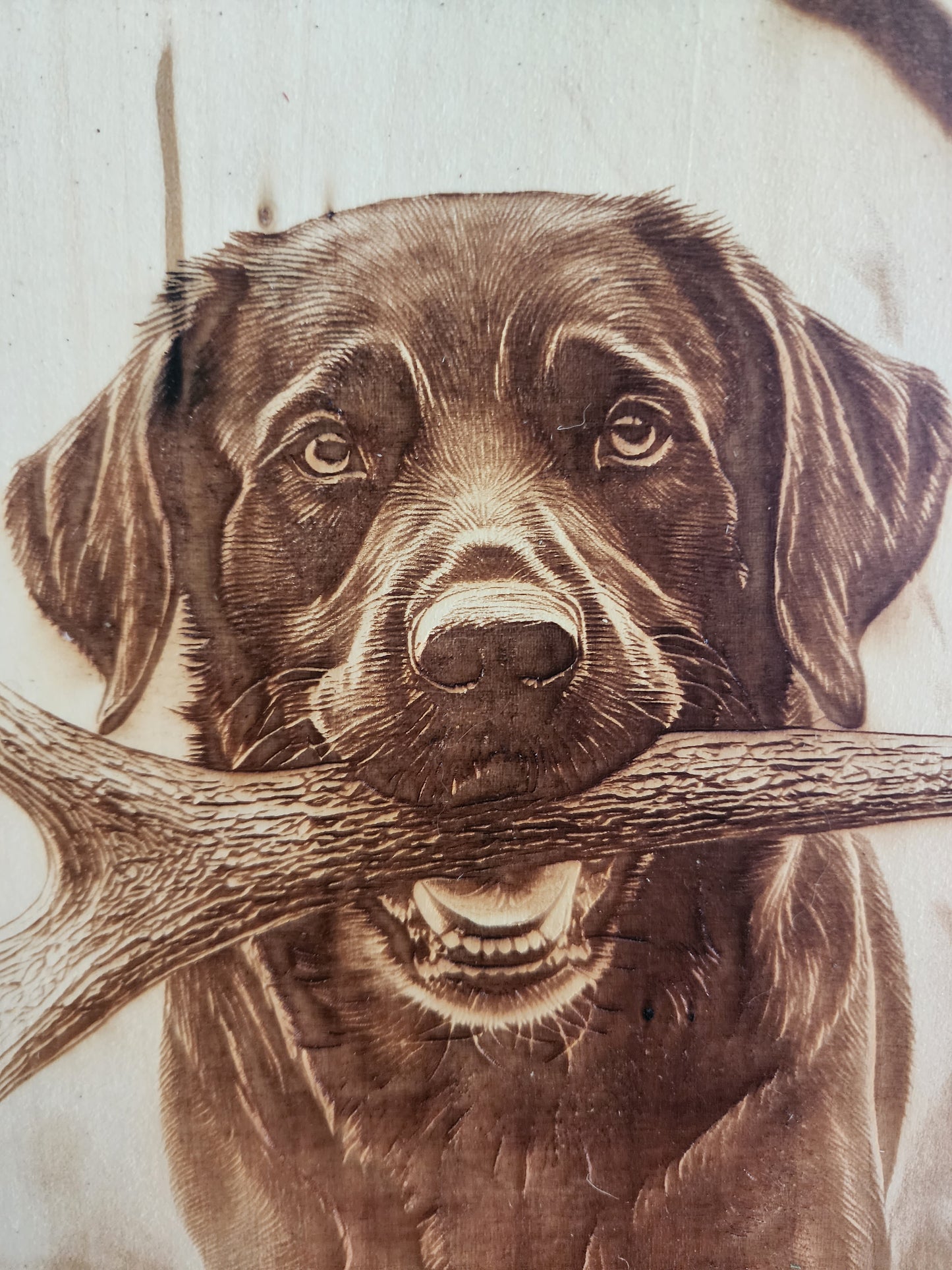 Black Lab Laser Engraving on Live Edge Wood – Hunting Dog Wall Art